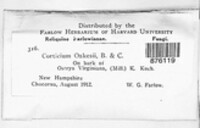 Acanthophysium oakesii image